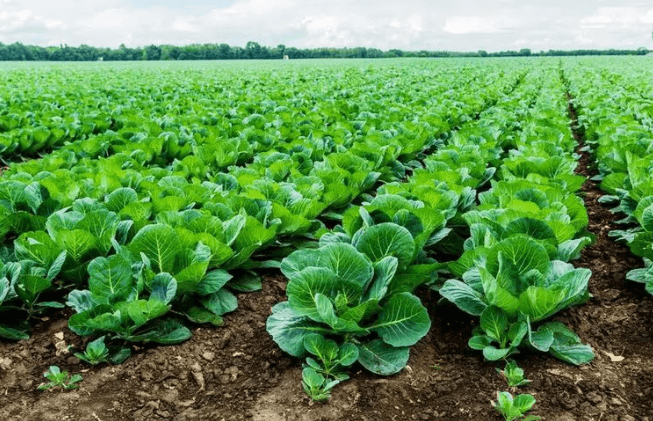 <a href=http://www.yizhonglx.com/mcy/ target=_blank class=infotextkey>木醋液</a>對土壤改良