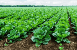 河北木醋液多少錢(qián)一噸